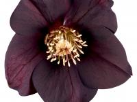 Helleborus orientalis 'Abigail'