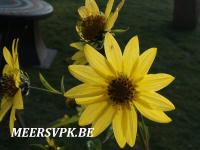 Helianthus 'Lemon Queen'