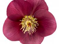 Helleborus 'Anna's Red'