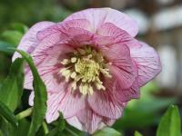 Helleborus orientalis 'Lily'