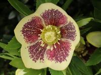 Helleborus orientalis 'Orpa'