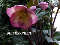 Helleborus 'Penny's Pink'