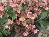 Helleborus 'Pirouette'