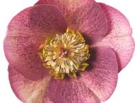 Helleborus 'Reanna's Ruby'