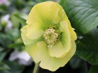 Helleborus orientalis 'Sally'