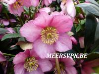 Helleborus orientalis 'Elisabeth' ('Sensas')