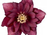 Helleborus orientalis 'Cerise'