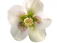 Helleborus orientalis 'Claudia'