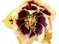 Helleborus orientalis 'Danique'