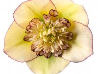 Helleborus orientalis 'Dinah'