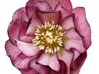 Helleborus orientalis 'Elise'