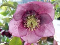 Helleborus orientalis 'Julia'