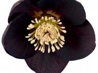 Helleborus orientalis 'Naomi'