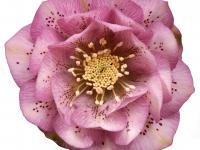 Helleborus orientalis 'Phoebe'