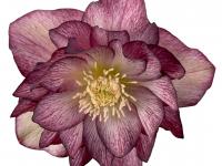 Helleborus orientalis 'Serah'