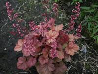 Heuchera 'Apricot'