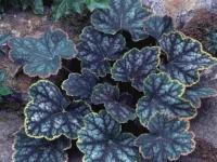 Heuchera 'Beauty Color'