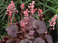 Heuchera 'Bella Notte'