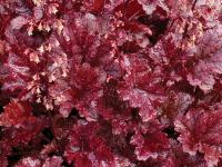 Heuchera 'Berry Marmalade'