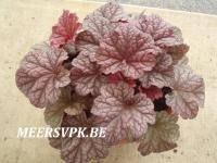 Heuchera 'Berry Smoothie'