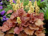 Heuchera 'Blondie'