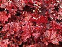 Heuchera 'Cajun Fire'