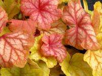 Heuchera 'Champagne'