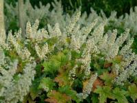 Heuchera 'Chantilly'