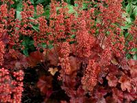 Heuchera 'Cherry Cola'