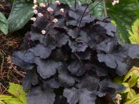 Heuchera 'Coco'