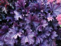 Heuchera 'Forever Purple'