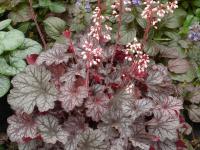 Heuchera 'Frost'