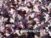 Heuchera 'Frosted Violet'