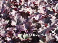 Heuchera 'Frosted Violet'