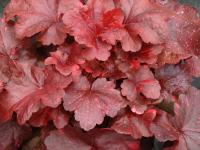 Heuchera 'Galaxy'