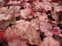 Heuchera 'Georgia Peach'