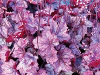 Heuchera 'Georgia Plum'