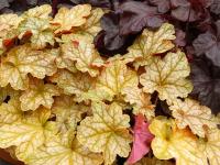 Heuchera 'Ginger Ale'