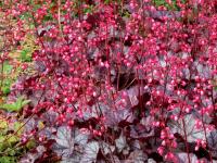 Heuchera 'Glitter'