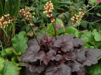 Heuchera 'Gotham'