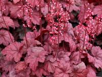 Heuchera 'Grape Soda'