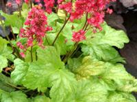 Heuchera 'Havana'