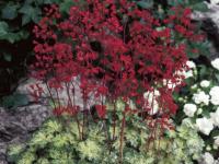 Heuchera 'Hercules'