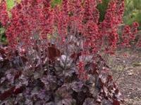 Heuchera 'Hollywood'