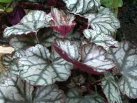 Heuchera 'Jade Gloss'