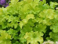 Heuchera 'Lime Ricky'