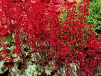 Heuchera 'Lipstick'