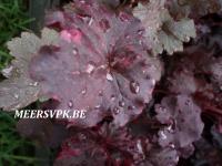 Heuchera 'Midnight Rose'