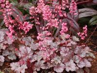 Heuchera 'Milan'