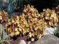 Heuchera 'Mini Caramel'